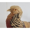 Image 2 : GOLDEN PHEASANT TAXIDERMY