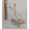 Image 5 : BIRDS - SIGNED - ANTLER