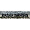 Image 2 : JOB LOT - CANADIAN GEESE DECOYS W/ HEADS & STAKES, ETC.