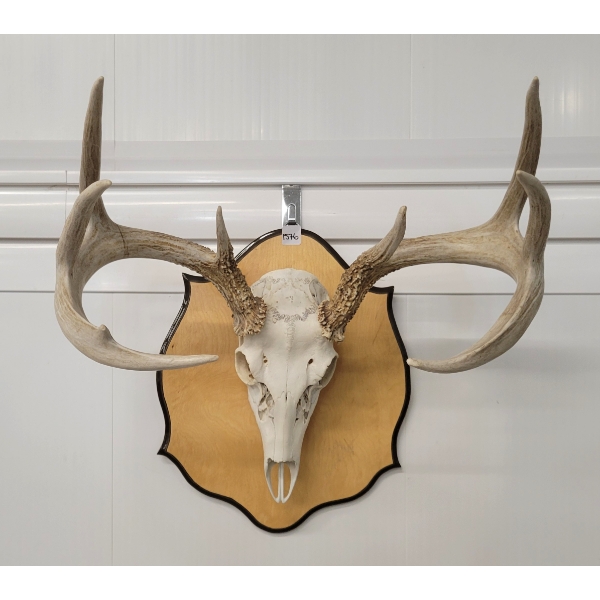 MOUNTED BUCK SKULL