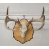 Image 1 : MOUNTED BUCK SKULL
