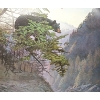 Image 2 : "BLACK EMERGING FOREST" BY JOHN LEE GIBSON (PRS CDN ARTIST) - PRINT