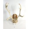 Image 2 : CARVED HANGING ANTLER BY JOHNNY JOANAS