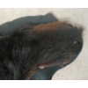Image 6 : BLACK BEAR SKIN RUG