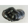 Image 10 : MAN FIGHTING SEAL BY AIBILIE ECHALOOK (PRS CDN ARTIST) - STONE 