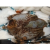 Image 5 : DREAM CATCHER BY UNKNOWN ARTIST - BEADS, FEATHERS, LEATHER, WOOD & WOOL