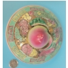 Image 6 : Vintage Chinese Large Teapot Hand Painted