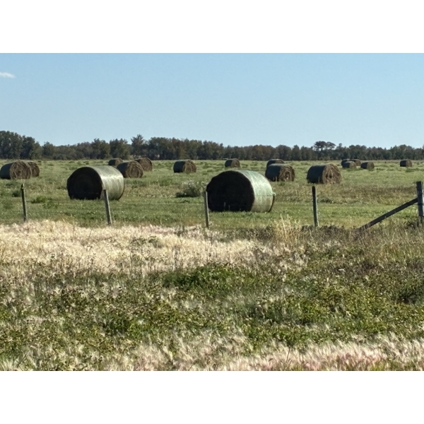 10 Round Hay Bales (2026) Price per bale