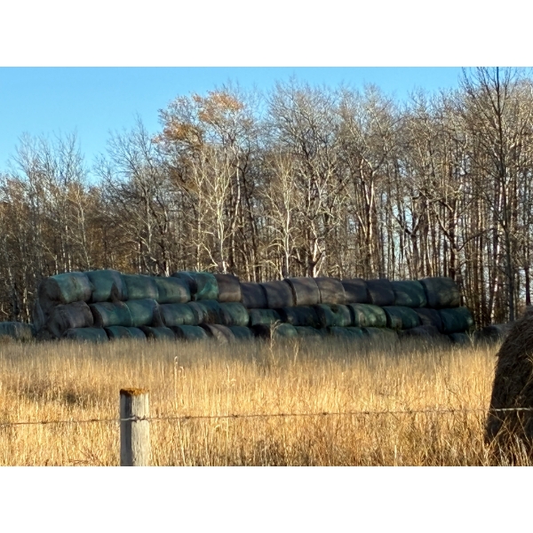 10 Round Hay Bales (2025) Price per bale