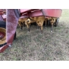Image 3 : Versatile 2200 Seeder with 3 - 7ft Sections
