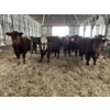 Image 8 : Ferme Lafontaine-Noël - 60 Mâles castrés 750 lb