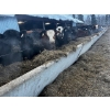 Image 2 : Ferme Plamondon et Fils - 20 Mâles castrés 805 lb