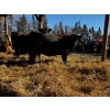 Image 3 : Ferme Plamondon et Fils - 20 Femelles 700 lb