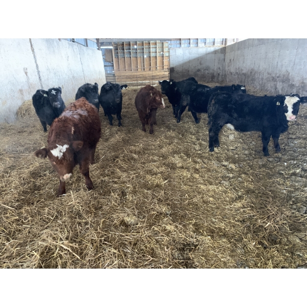 Ferme Canland inc. - 25 Femelles 625 lb