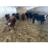 Image 1 : Ferme Canland inc. - 25 Femelles 625 lb