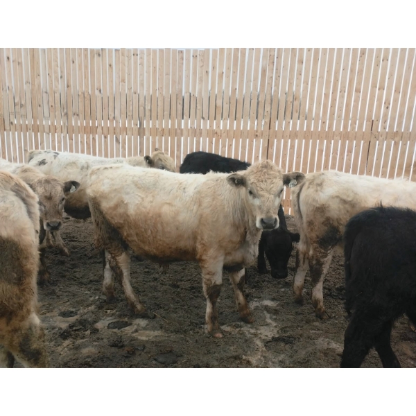 Ferme Beaulieu - 14 Mâles castrés 765 lb
