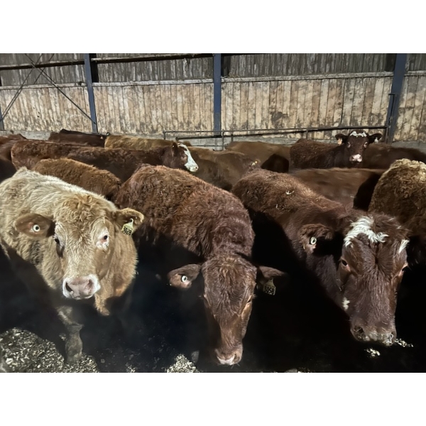 Ferme SG Noël - 75 Mâles castrés 800 lb