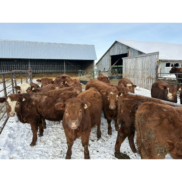 Ferme D.E.M. Migneault inc. - 22 Mâles castrés 660 lb