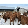 Image 1 : Ferme D.E.M. Migneault inc. - 22 Mâles castrés 660 lb