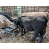 Image 4 : Ferme Norjie SENC -14 Mâles castrés 750 lb