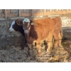 Image 2 : Frédéric Gagné - 10 Mâles castrés 775 lb