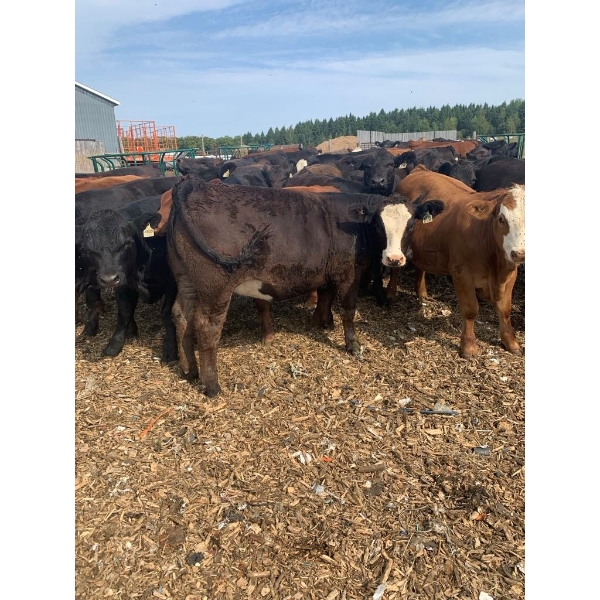 Ferme Boilard inc. - 15 Femelles 725 lb