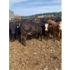 Image 1 : Ferme Boilard inc. - 15 Femelles 725 lb