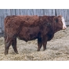 Image 3 : Vincent Boisvert - 58 Mâles castrés 725 lb