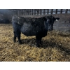 Image 5 : Ferme Plamondon et Fils - 20 Mâles castrés 805 lb