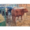 Image 1 : Frédéric Gagné - 10 Mâles castrés 775 lb