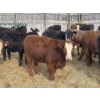 Image 6 : Ferme de la Carpe - 14 Femelles 750 lb