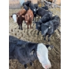 Image 2 : Ferme Marécage - 6 Mâles castrés 810 lb