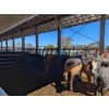 Image 3 : Les Fermes Rodrigue Enr. - 18 Mâles castrés 746 lb
