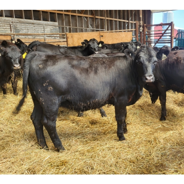 Ferme BCA senc - 16 Mâles castrés 703 lb