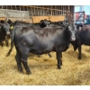 Image 1 : Ferme BCA senc - 16 Mâles castrés 703 lb