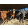 Image 1 : Les Fermes Rodrigue Enr. - 18 Mâles castrés 746 lb