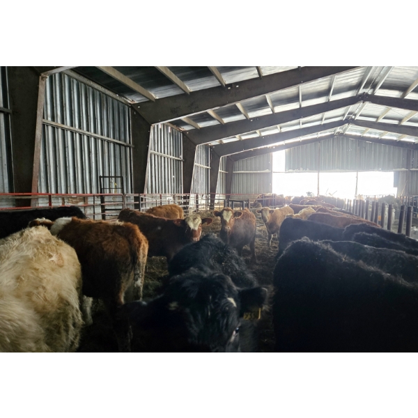 Groupe Tenlo SENC - 19  Mâles castrés 675 lb