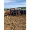 Image 3 : Ferme Boilard inc. - 15 Femelles 725 lb