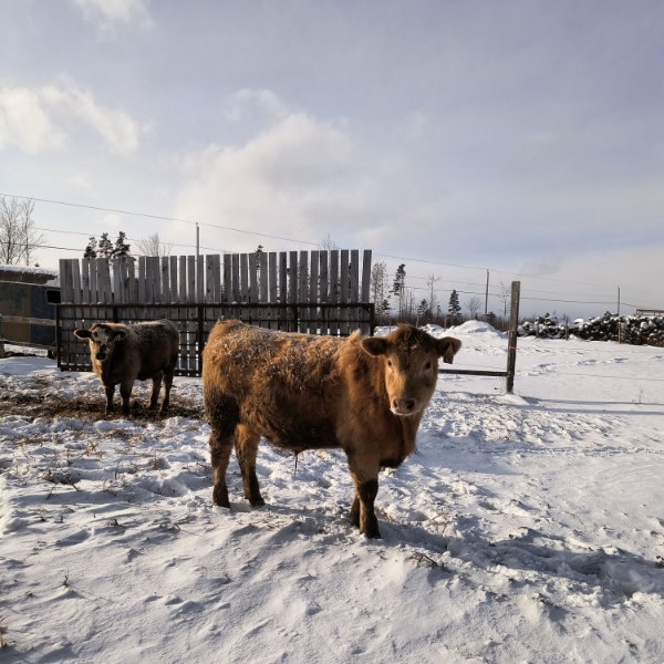 Ferme Township Inc. - 11 mâles castrés 800 lb
