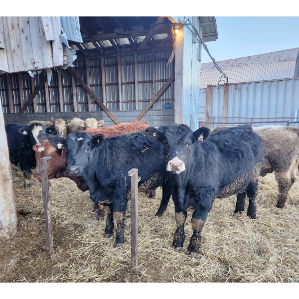 Ferme C.P.L. Viel inc. - 15 Femelles 750 lb