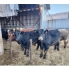 Image 1 : Ferme C.P.L. Viel inc. - 15 Femelles 750 lb