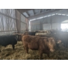 Image 2 : Groupe Tenlo SENC - 23  Mâles castrés 730 lb