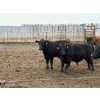 Image 4 : Félix Bibeau Rondeau - 13 Mâles castrés 906 lb