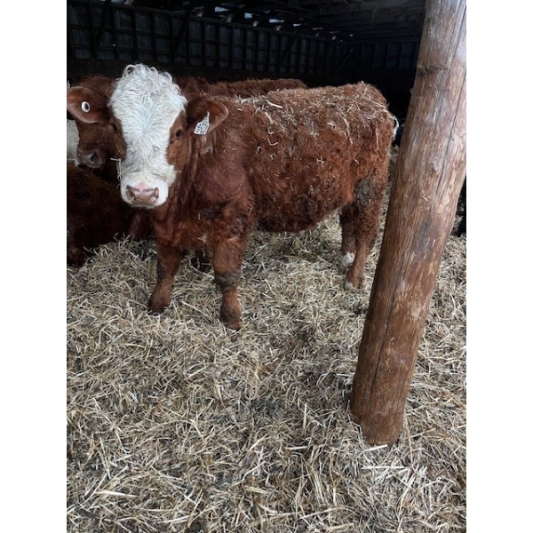 Ferme Plamondon et Fils - 20 Femelles 700 lb