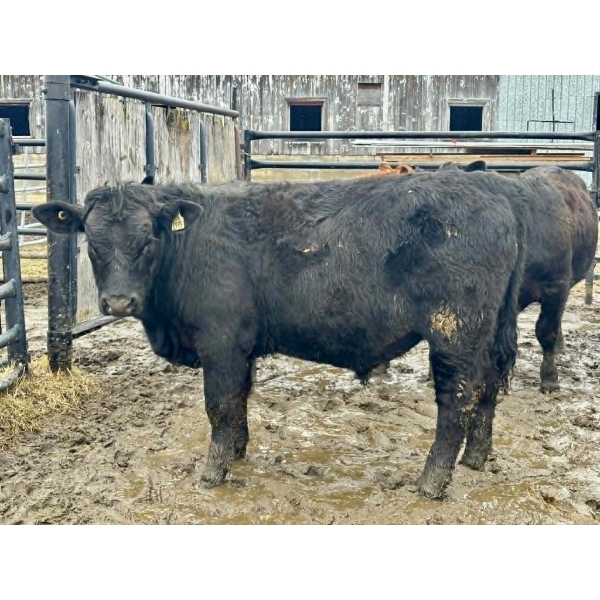 Ferme M.J. Hamelin inc.  - 26 Mâles castrés 800 lb