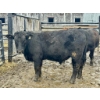 Image 1 : Ferme M.J. Hamelin inc.  - 26 Mâles castrés 800 lb