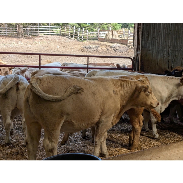 Ferme Norjie SENC -14 Mâles castrés 750 lb