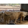 Image 1 : Ferme Norjie SENC -14 Mâles castrés 750 lb