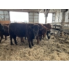 Image 6 : Ferme Lafontaine-Noël - 60 Mâles castrés 750 lb