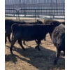 Image 3 : Ferme Y & C SENC. - 35 Femelles 710 lb